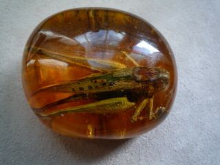 Large Baltic Amber Fossil With Insect Inside Extremely Rare 4