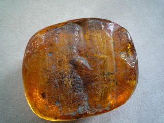 Large Baltic Amber Fossil With Insect Inside Extremely Rare 6