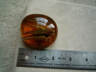 Large Baltic Amber Fossil With Insect Inside Extremely Rare 7