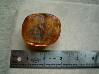 Large Baltic Amber Fossil With Insect Inside Extremely Rare 8
