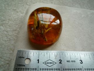Large Baltic Amber Fossil With Insect Inside Extremely Rare 9