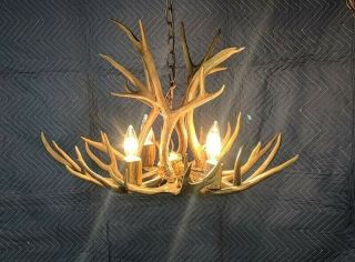 Real antler chandelier mule deer 4 light hanging lamp antique Colorado pendant 2