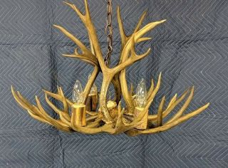 Real antler chandelier mule deer 4 light hanging lamp antique Colorado pendant 4