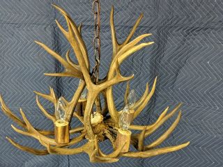 Real antler chandelier mule deer 4 light hanging lamp antique Colorado pendant 5