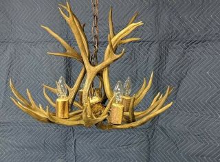 Real antler chandelier mule deer 4 light hanging lamp antique Colorado pendant 7