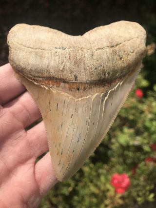 Ultra Rare 4.  17” Shark Tooth Hill Sth Megalodon Shark Tooth Bakersfield