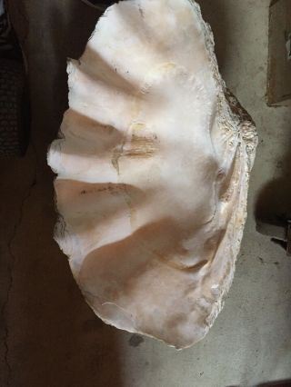 Very Rare Giant Clam Shells.  36” In Width And For Their Age.