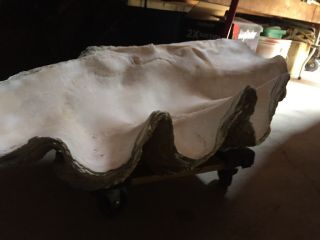 Very Rare Giant Clam Shells.  36” In Width And For Their Age. 2