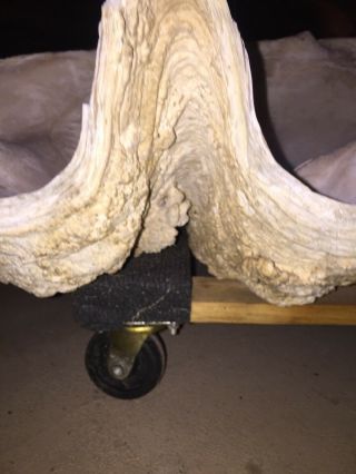 Very Rare Giant Clam Shells.  36” In Width And For Their Age. 7