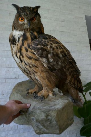 Old Lovely Vintage Premium Eagle Owl Taxidermy Collectors Papers About 1970