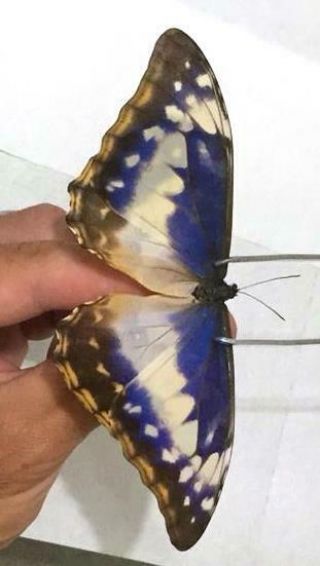 Morpho Cypris Cypris Female Form Cyanites - Ex Pupa - From Colombia - Rare