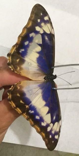 Morpho cypris cypris Female form cyanites - ex pupa - from Colombia - Rare 2