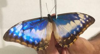 Morpho cypris cypris Female form cyanites - ex pupa - from Colombia - Rare 3