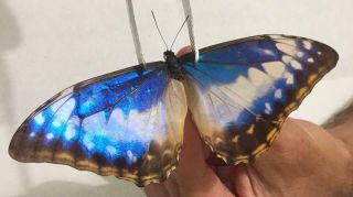 Morpho cypris cypris Female form cyanites - ex pupa - from Colombia - Rare 4