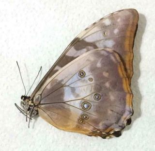 Morpho cypris cypris Female form cyanites - ex pupa - from Colombia - Rare 5