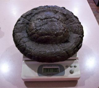 Big Rare Ufo Dinosaur Coprolite 31lb Museum Quality Perfect Turd Fossil Poop Pie
