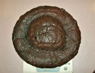 Big Rare UFO Dinosaur Coprolite 31Lb Museum Quality Perfect Turd Fossil POOP Pie 2