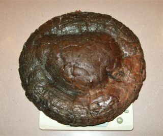 Big Rare UFO Dinosaur Coprolite 31Lb Museum Quality Perfect Turd Fossil POOP Pie 3