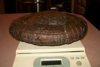 Big Rare UFO Dinosaur Coprolite 31Lb Museum Quality Perfect Turd Fossil POOP Pie 4