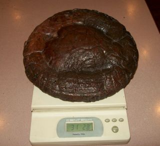 Big Rare UFO Dinosaur Coprolite 31Lb Museum Quality Perfect Turd Fossil POOP Pie 5
