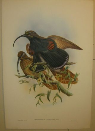 Antique John Gould Black Billed Sicklebill Bird Of Paradise Lithograph
