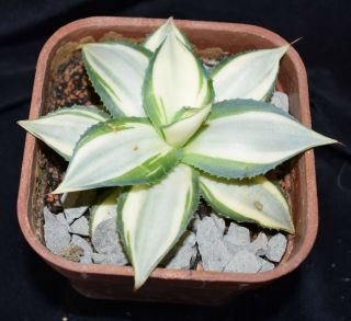 Agave parryi v parryi ' Tuxedo Kamen ' white variegate,  rare 2