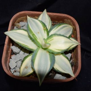 Agave parryi v parryi ' Tuxedo Kamen ' white variegate,  rare 3