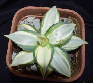 Agave parryi v parryi ' Tuxedo Kamen ' white variegate,  rare 4