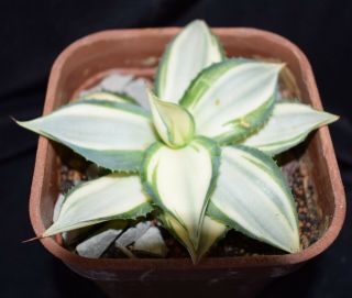 Agave parryi v parryi ' Tuxedo Kamen ' white variegate,  rare 5