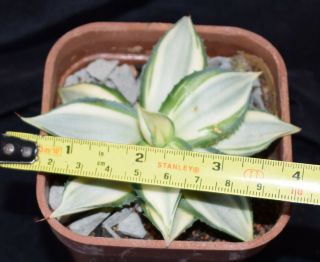 Agave parryi v parryi ' Tuxedo Kamen ' white variegate,  rare 6