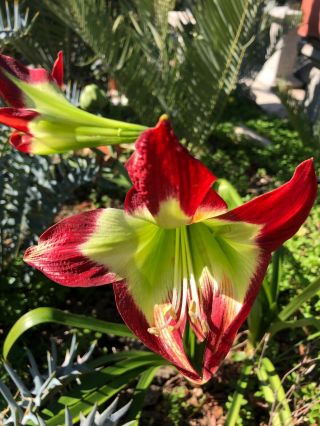 Rare Hippeastrum Mandonii Bulb Blooming Size Plant - Collector