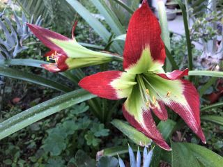 Rare Hippeastrum Mandonii Bulb blooming size plant - collector 2