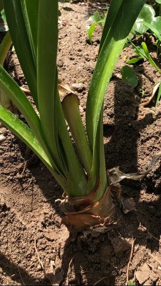 Rare Hippeastrum Mandonii Bulb blooming size plant - collector 3