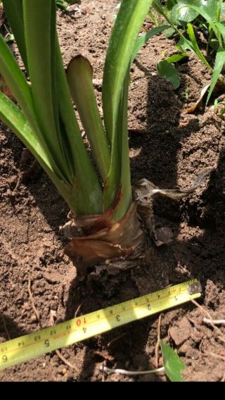 Rare Hippeastrum Mandonii Bulb blooming size plant - collector 4