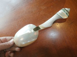 Vintage Antique Carved Abalone MOP Mother Of Pearl Conch Shell Large Spoon Ladle 2