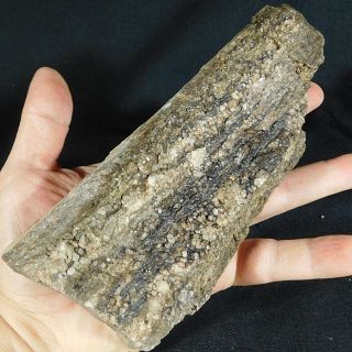 A Big Petrified Wood Fossil With Smoky Quartz Crystals From Utah 929gr E