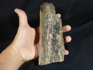A BIG Petrified Wood Fossil With Smoky Quartz CRYSTALS From Utah 929gr e 2