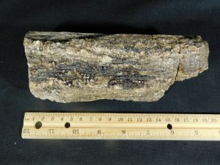A BIG Petrified Wood Fossil With Smoky Quartz CRYSTALS From Utah 929gr e 4