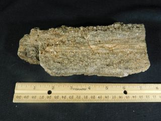 A BIG Petrified Wood Fossil With Smoky Quartz CRYSTALS From Utah 929gr e 5