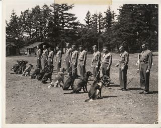 Wwii Aaf 8x10 Photo War Dog Training Fort Lewis Washington 1943 Wa 21