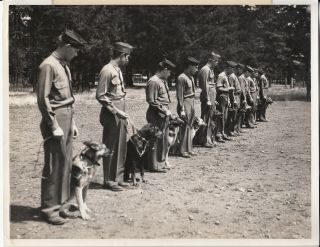 Wwii Aaf 8x10 Photo War Dog Training Fort Lewis Washington 1943 Wa 19