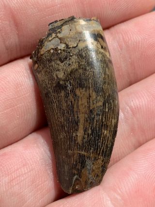 Rare Tyrannosaurus Tooth From Hell Creek T - Rex Museum Quality Fossil Make Offer