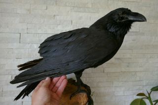 Old Lovely Vintage Premium Xxl Raven Taxidermy Collectors Papers About 1970