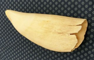 Whales Tooth,  1940s Albany Western Australia 6 3/4 "