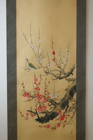A06K1 梅 Red & White Ume Plum Tree & Bush Warbler Japanese Hanging Scroll 3
