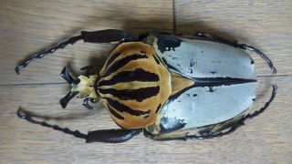 Goliathus Cacicus Male 92,  50mm Huge Very Rare