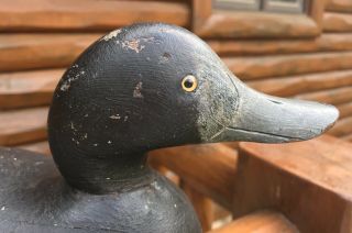 VINTAGE MASON CHALLENGE GRADE BLUEBILL HEN DUCK DECOY PAINT 4