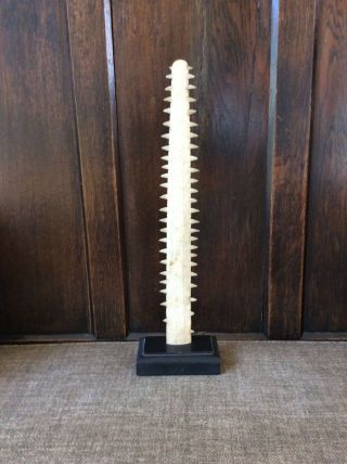 Antique Sawfish Rostrum /bill Mounted On Stand / Taxidermy