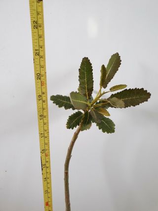 Boswellia Popoviana Frankincense Rare Caudex