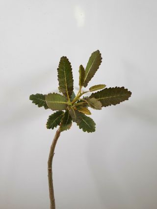 Boswellia Popoviana frankincense rare caudex 3